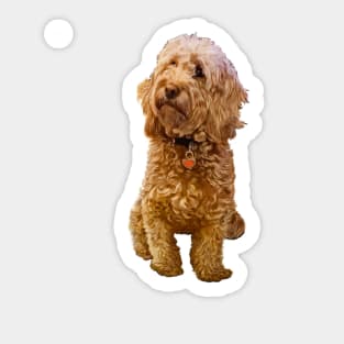 Cavapoo Cavoodle puppy ii - cute cavalier king charles spaniel Sticker
